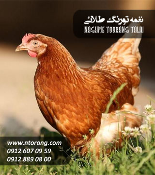 مرغ تخمگذار بومی اصلاح شده گلپایگانی